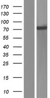 KLHL13 Protein - Western validation with an anti-DDK antibody * L: Control HEK293 lysate R: Over-expression lysate