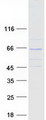 KLHL13 Protein - Purified recombinant protein KLHL13 was analyzed by SDS-PAGE gel and Coomassie Blue Staining