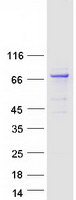 KLHL17 Protein - Purified recombinant protein KLHL17 was analyzed by SDS-PAGE gel and Coomassie Blue Staining