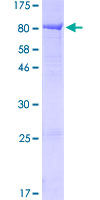 KLHL2 / MAV Protein - 12.5% SDS-PAGE of human KLHL2 stained with Coomassie Blue
