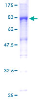 KLHL25 Protein - 12.5% SDS-PAGE of human ENC2 stained with Coomassie Blue