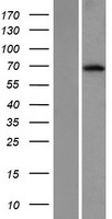 KLHL26 Protein - Western validation with an anti-DDK antibody * L: Control HEK293 lysate R: Over-expression lysate
