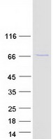 KLHL26 Protein - Purified recombinant protein KLHL26 was analyzed by SDS-PAGE gel and Coomassie Blue Staining