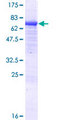KLHL29 Protein - 12.5% SDS-PAGE of human KLHL29 stained with Coomassie Blue