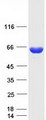 KLHL3 Protein - Purified recombinant protein KLHL3 was analyzed by SDS-PAGE gel and Coomassie Blue Staining