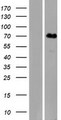 KLHL31 Protein - Western validation with an anti-DDK antibody * L: Control HEK293 lysate R: Over-expression lysate