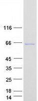 KLHL31 Protein - Purified recombinant protein KLHL31 was analyzed by SDS-PAGE gel and Coomassie Blue Staining