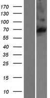 KLHL36 Protein - Western validation with an anti-DDK antibody * L: Control HEK293 lysate R: Over-expression lysate