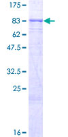 KLHL36 Protein - 12.5% SDS-PAGE of human C16orf44 stained with Coomassie Blue