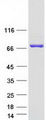 KLHL36 Protein - Purified recombinant protein KLHL36 was analyzed by SDS-PAGE gel and Coomassie Blue Staining