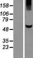 KLHL42 / KLHDC5 Protein - Western validation with an anti-DDK antibody * L: Control HEK293 lysate R: Over-expression lysate