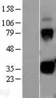 KLK1 / Kallikrein 1 Protein - Western validation with an anti-DDK antibody * L: Control HEK293 lysate R: Over-expression lysate