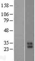 KLK10 / Kallikrein 10 Protein - Western validation with an anti-DDK antibody * L: Control HEK293 lysate R: Over-expression lysate
