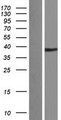 KLK11 / Kallikrein 11 Protein - Western validation with an anti-DDK antibody * L: Control HEK293 lysate R: Over-expression lysate