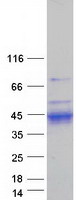 KLK11 / Kallikrein 11 Protein - Purified recombinant protein KLK11 was analyzed by SDS-PAGE gel and Coomassie Blue Staining