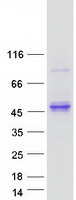 KLK11 / Kallikrein 11 Protein - Purified recombinant protein KLK11 was analyzed by SDS-PAGE gel and Coomassie Blue Staining