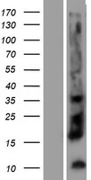 KLK12 / Kallikrein 12 Protein - Western validation with an anti-DDK antibody * L: Control HEK293 lysate R: Over-expression lysate