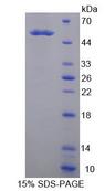 KLK14 / Kallikrein 14 Protein - Recombinant  Kallikrein 14 By SDS-PAGE