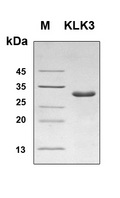 KLK3 / PSA Protein