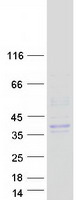 KLK3 / PSA Protein - Purified recombinant protein KLK3 was analyzed by SDS-PAGE gel and Coomassie Blue Staining