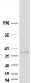 KLK3 / PSA Protein - Purified recombinant protein KLK3 was analyzed by SDS-PAGE gel and Coomassie Blue Staining