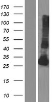 KLK4 / Kallikrein 4 Protein - Western validation with an anti-DDK antibody * L: Control HEK293 lysate R: Over-expression lysate