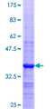 KLK4 / Kallikrein 4 Protein - 12.5% SDS-PAGE Stained with Coomassie Blue.