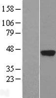 KLK5 / Kallikrein 5 Protein - Western validation with an anti-DDK antibody * L: Control HEK293 lysate R: Over-expression lysate