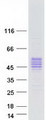 KLK5 / Kallikrein 5 Protein - Purified recombinant protein KLK5 was analyzed by SDS-PAGE gel and Coomassie Blue Staining