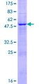 KLK6 / Kallikrein 6 Protein - 12.5% SDS-PAGE of human KLK6 stained with Coomassie Blue