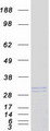 KLK6 / Kallikrein 6 Protein - Purified recombinant protein KLK6 was analyzed by SDS-PAGE gel and Coomassie Blue Staining