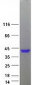 KLK6 / Kallikrein 6 Protein - Purified recombinant protein KLK6 was analyzed by SDS-PAGE gel and Coomassie Blue Staining