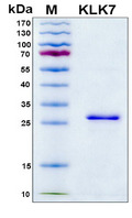 KLK7 / Kallikrein 7 Protein - SDS-PAGE under reducing conditions and visualized by Coomassie blue staining