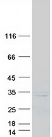 KLK7 / Kallikrein 7 Protein - Purified recombinant protein KLK7 was analyzed by SDS-PAGE gel and Coomassie Blue Staining