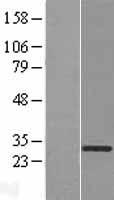 KLK8 / Kallikrein 8 Protein - Western validation with an anti-DDK antibody * L: Control HEK293 lysate R: Over-expression lysate