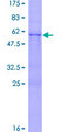 KLK8 / Kallikrein 8 Protein - 12.5% SDS-PAGE of human KLK8 stained with Coomassie Blue