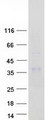 KLK8 / Kallikrein 8 Protein - Purified recombinant protein KLK8 was analyzed by SDS-PAGE gel and Coomassie Blue Staining