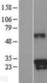 KLK9 / Kallikrein 9 Protein - Western validation with an anti-DDK antibody * L: Control HEK293 lysate R: Over-expression lysate