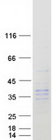 KLK9 / Kallikrein 9 Protein - Purified recombinant protein KLK9 was analyzed by SDS-PAGE gel and Coomassie Blue Staining