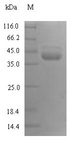 KLKB1 / Plasma Kallikrein Protein - (Tris-Glycine gel) Discontinuous SDS-PAGE (reduced) with 5% enrichment gel and 15% separation gel.