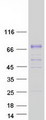 KLKB1 / Plasma Kallikrein Protein - Purified recombinant protein KLKB1 was analyzed by SDS-PAGE gel and Coomassie Blue Staining