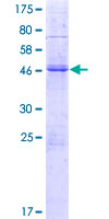 Klra1 / Ly49 Protein