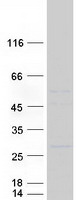 Klra1 / Ly49 Protein - Purified recombinant protein KLRA1 was analyzed by SDS-PAGE gel and Coomassie Blue Staining