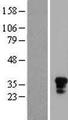 KLRB1 / CD161 Protein - Western validation with an anti-DDK antibody * L: Control HEK293 lysate R: Over-expression lysate