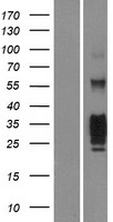 KLRG1 Protein - Western validation with an anti-DDK antibody * L: Control HEK293 lysate R: Over-expression lysate