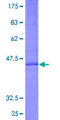KLRG1 Protein - 12.5% SDS-PAGE of human KLRG1 stained with Coomassie Blue