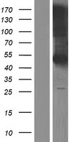 KLRG2 Protein - Western validation with an anti-DDK antibody * L: Control HEK293 lysate R: Over-expression lysate