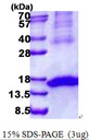 KLRK1 / CD314 / NKG2D Protein