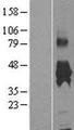 KMO Protein - Western validation with an anti-DDK antibody * L: Control HEK293 lysate R: Over-expression lysate