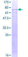 KMO Protein - 12.5% SDS-PAGE of human KMO stained with Coomassie Blue